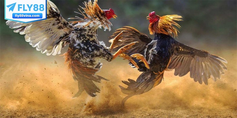 Một vài hình thức cách đá gà mạng luôn thắng