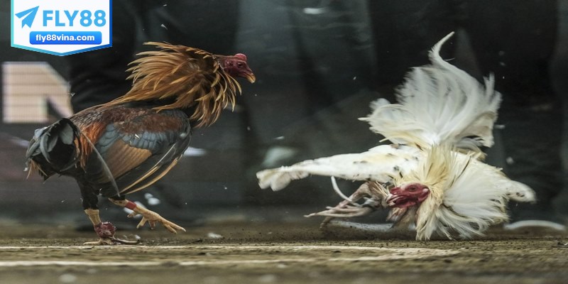 Cách đá gà mạng luôn thắng khi hiểu rõ hình thức đặt cược