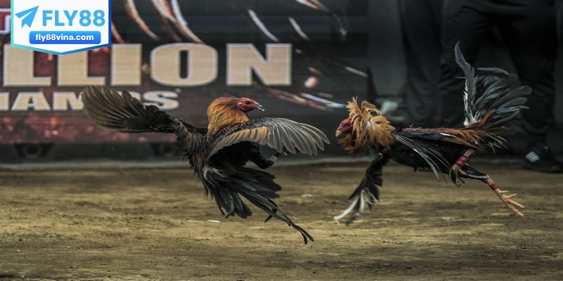 Bật mí các cách đá gà mạng luôn thắng từ chuyên gia