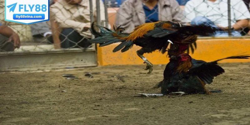 Tìm hiểu luật chơi cơ bản và cách đặt cược đá gà