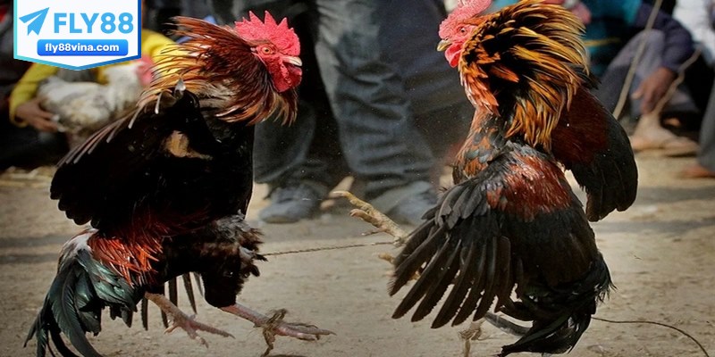 Bỏ túi chiến thuật chơi đấu gà chuẩn như dân chuyên