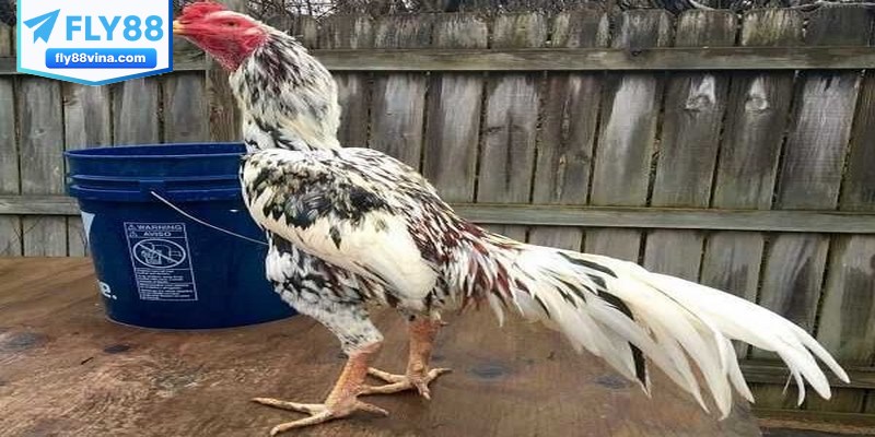 Gà đòn Thái Lan xuất xứ từ Xứ sở Chùa Vàng