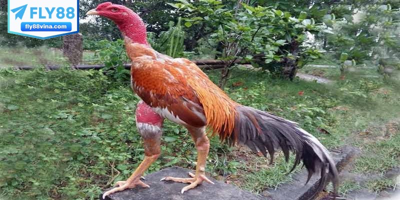 Những đặc điểm của gà đòn Thái Lan được yêu thích