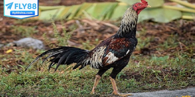 Cách chăm sóc gà chọi Thái Lan tại Việt Nam