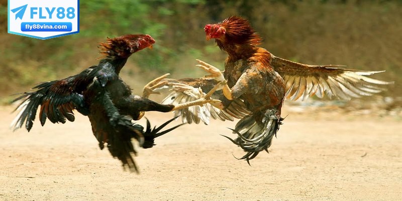 Luật cơ bản khi chơi đá gà miền Bắc giúp trận đấu diễn ra công bằng an toàn
