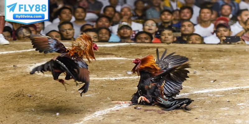 Các lưu ý khi tham gia luật cơ bản khi chơi đá gà miền Bắc
