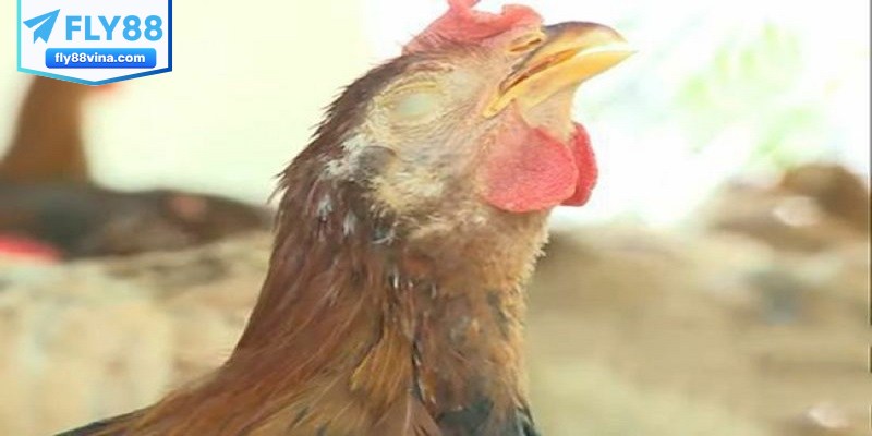 Nguyên nhân và triệu chứng cần dùng thuốc điều trị bệnh ORT trên gà