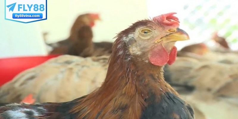 Cách sử dụng thuốc điều trị bệnh ORT trên gà hiệu quả